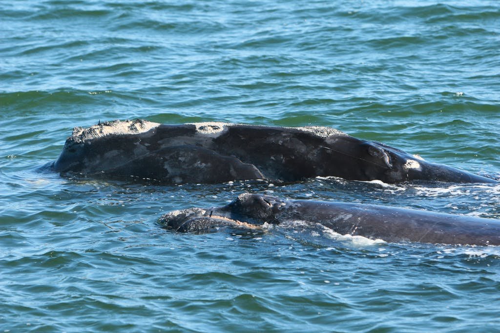 2008.02.25 - North Atlantic Right Whale with Calf - Florida Fish and Wildlife Conservation Commission, NOAA Research Permit #775-1875